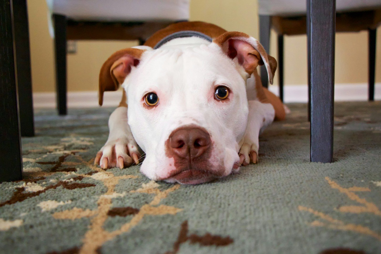 Inseparable shelter dogs get adopted together after touching hearts