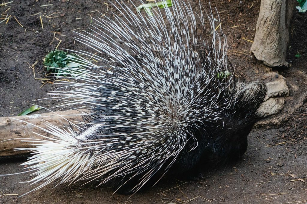 a porcupine is walking around in the dirt