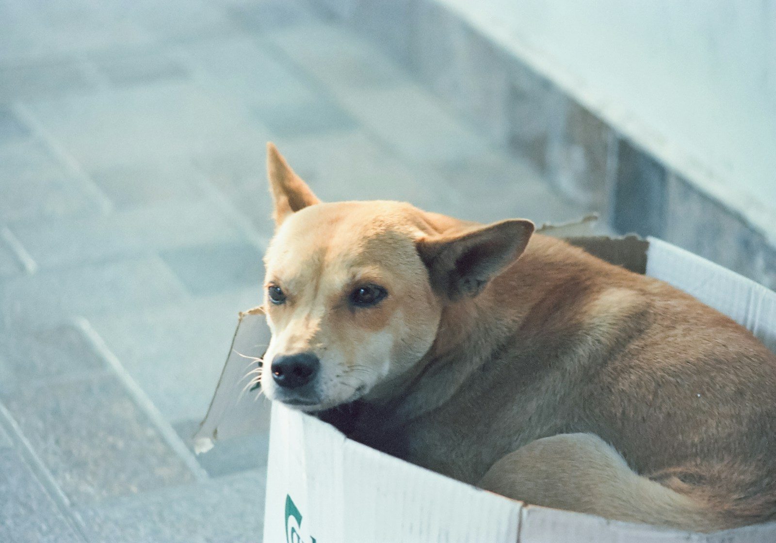 Dog relaxes inside a white cardboard box.