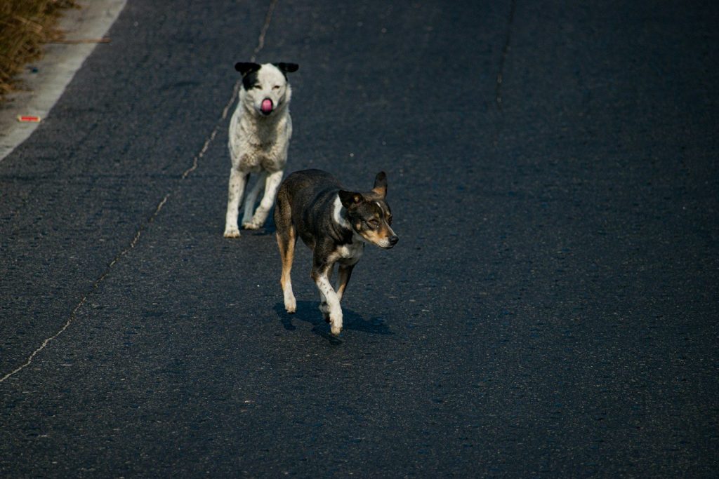 Two dogs walking on a dark asphalt road