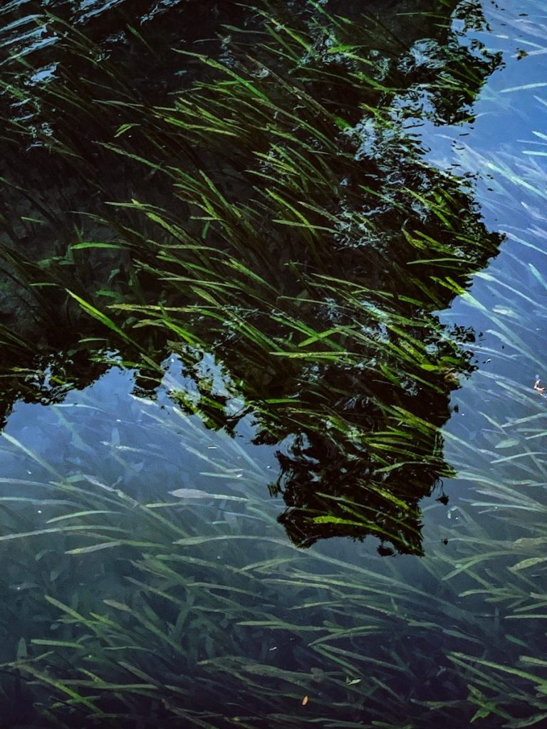 a body of water filled with lots of green plants