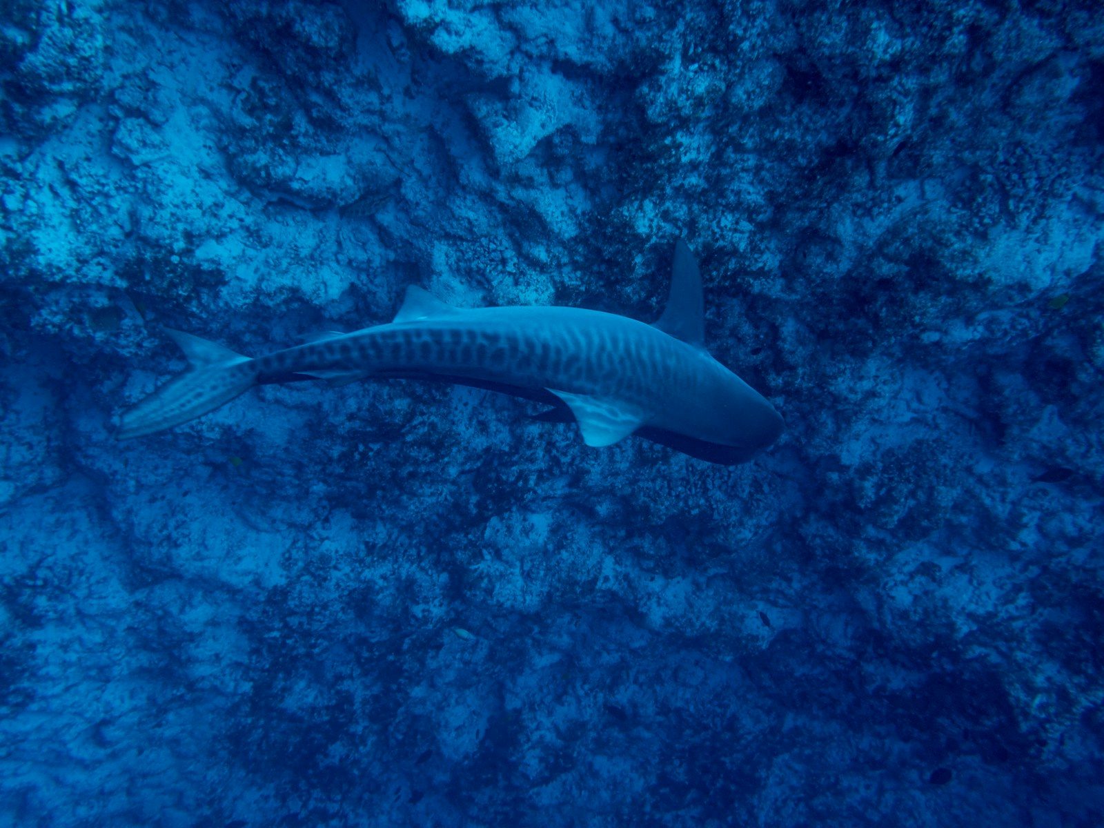 A loud bang echoed inside the deepest dive ever attempted