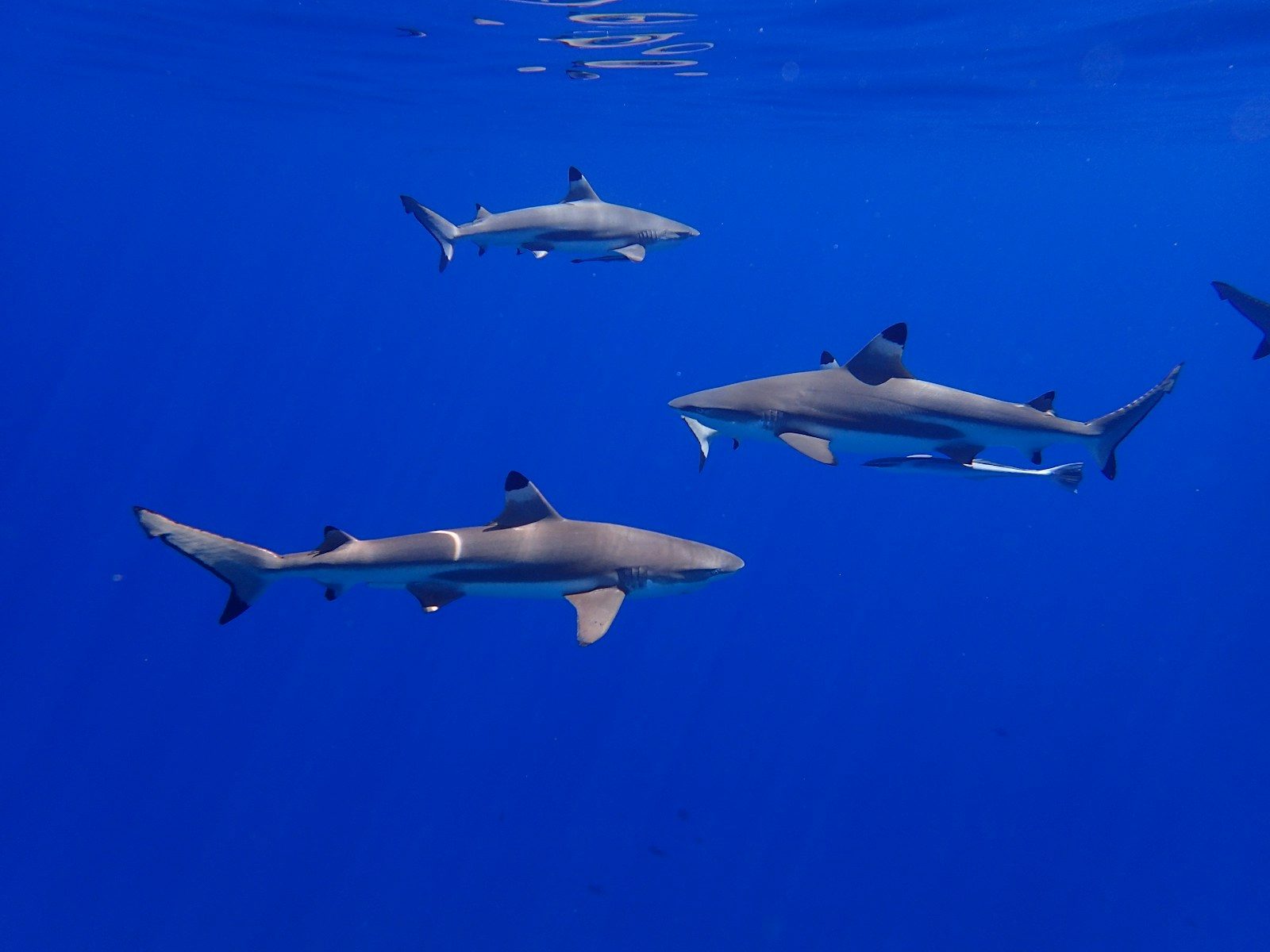 The predators behind most recorded shark bites