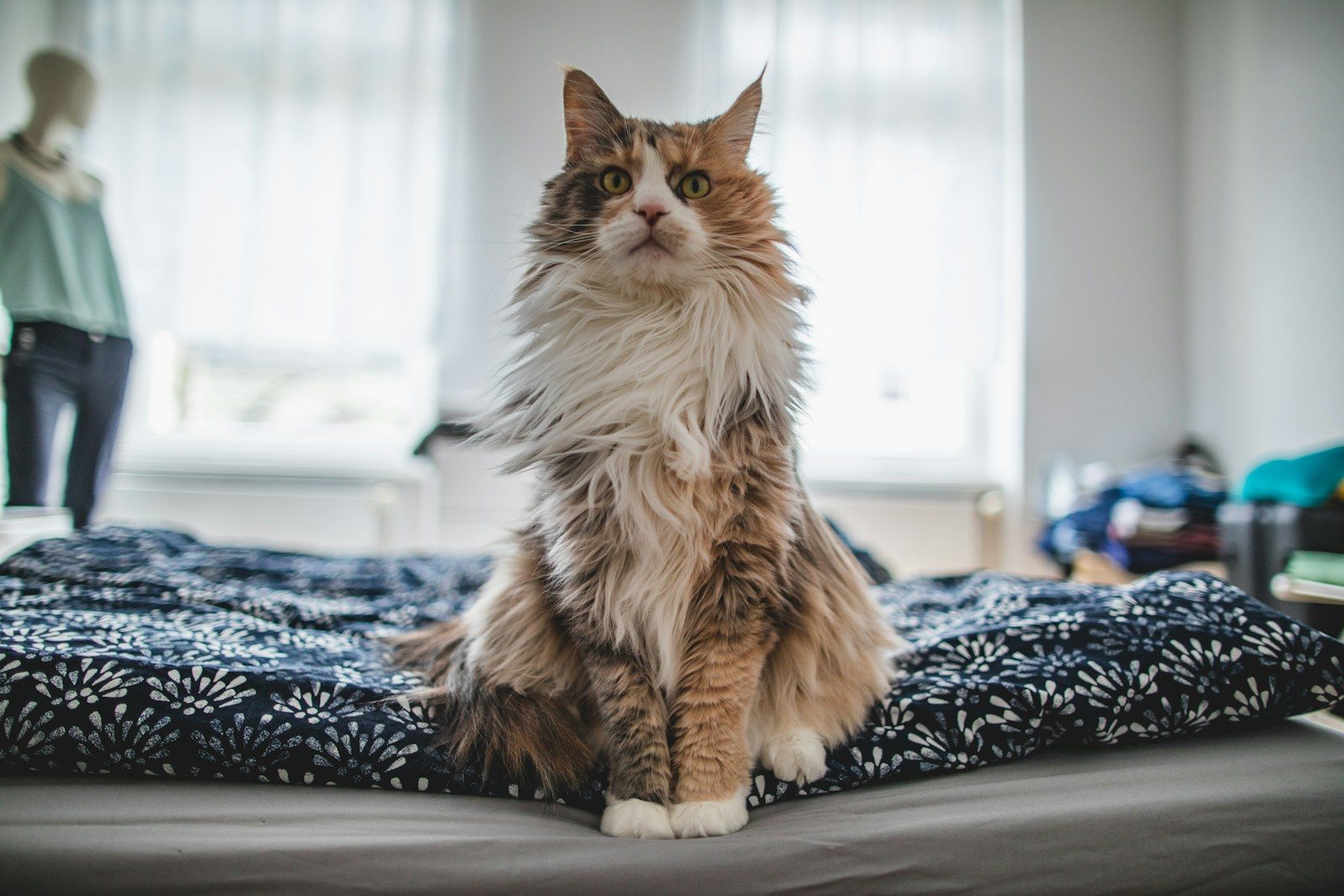 Experts warn that many indoor cats may secretly be unhappy