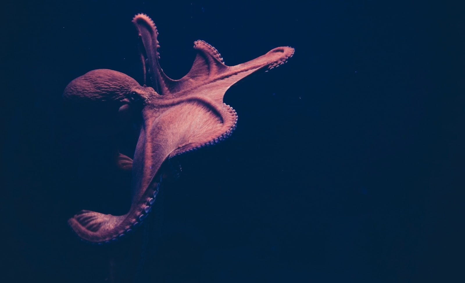 6 real animals behind famous mythical creatures