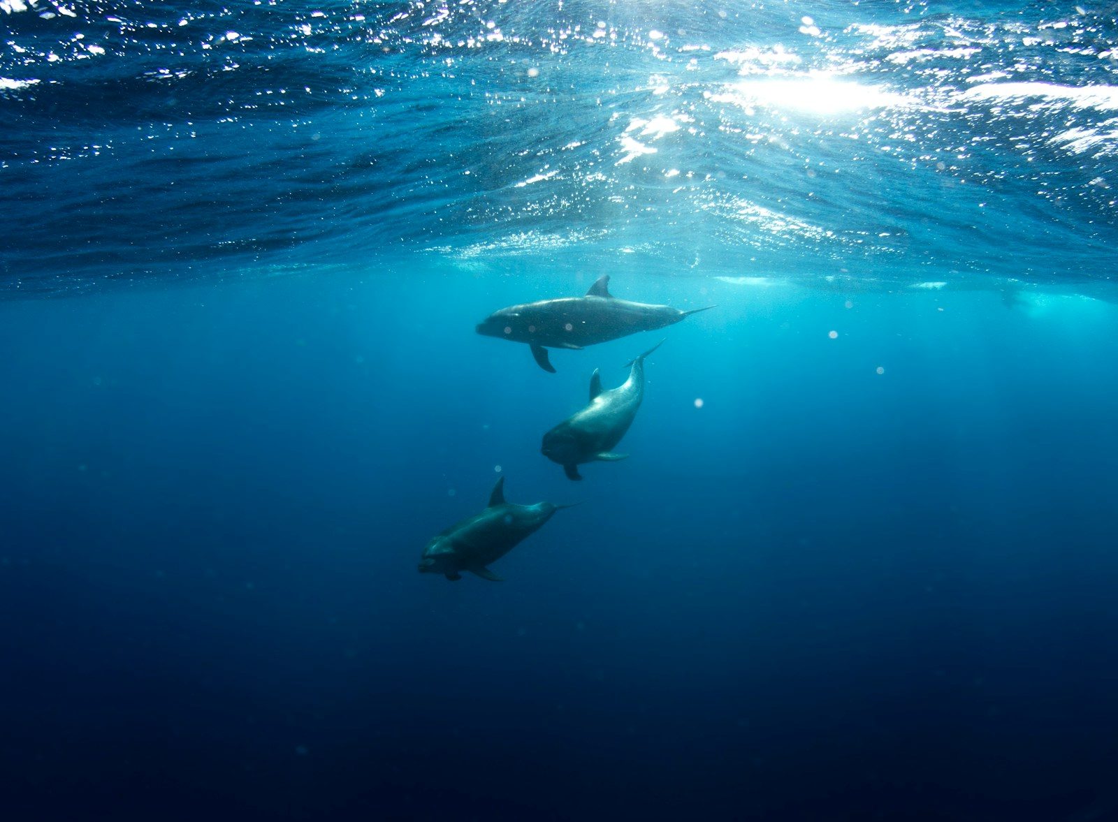 What happens when a shark appears in a place where it should not exist