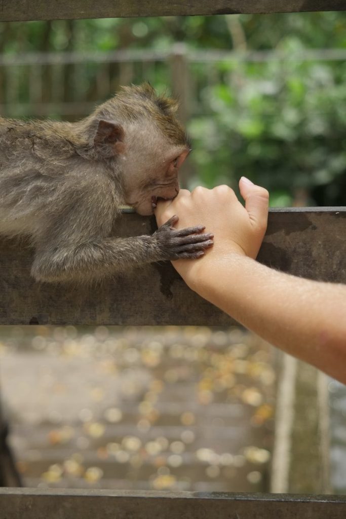 monkey biting the hand of person