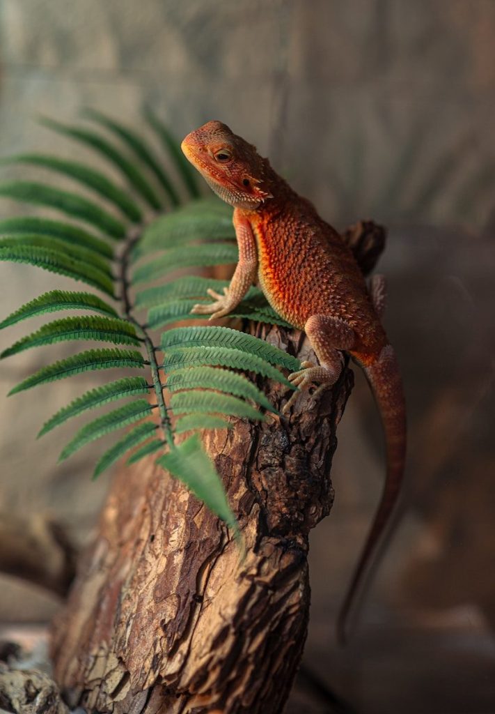 A lizard sitting on top of a tree branch