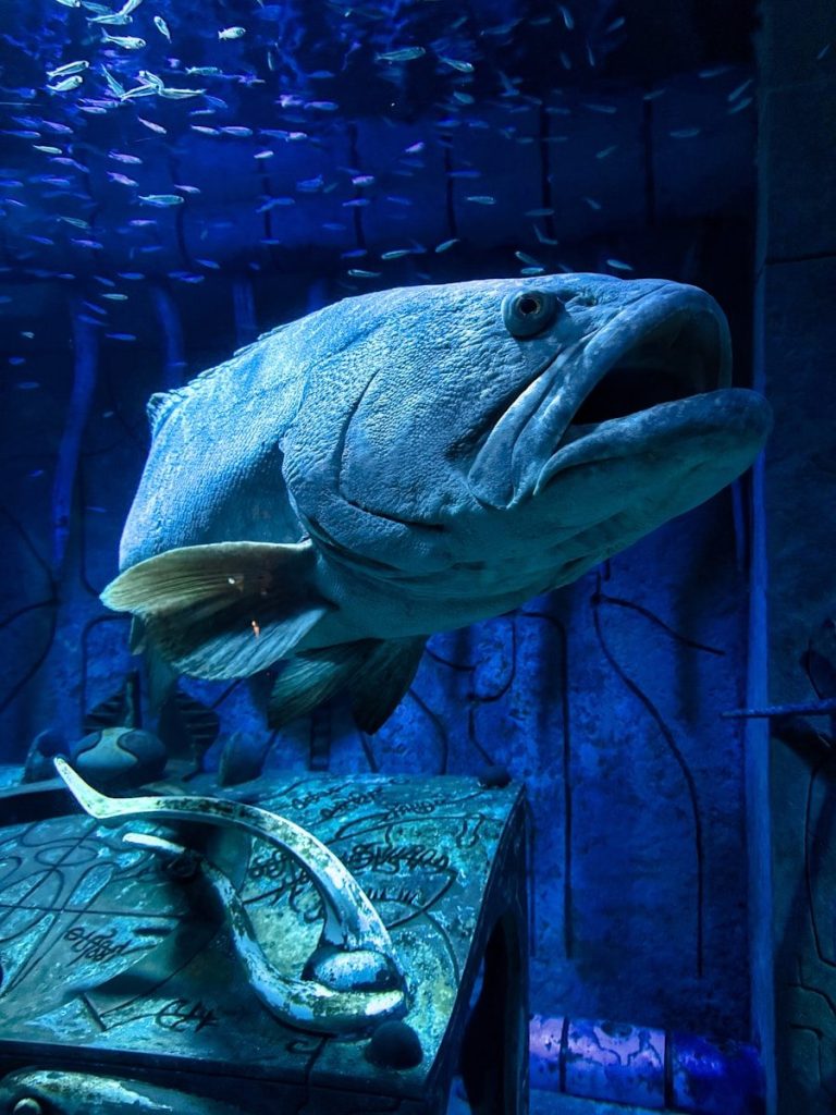 A big fish that is standing on a table