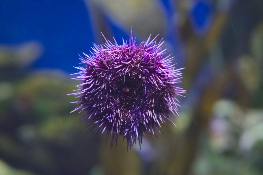 A purple sea urchin floats in blue water