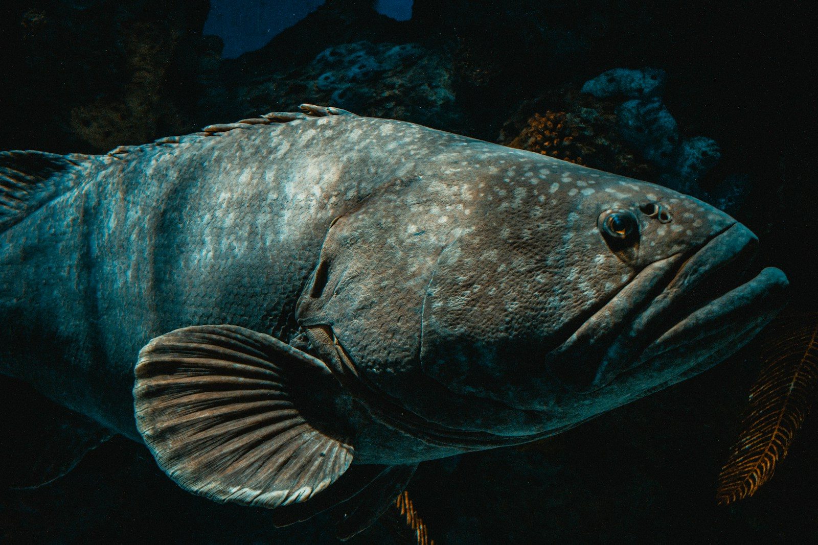 The fish that returned after 66 million years