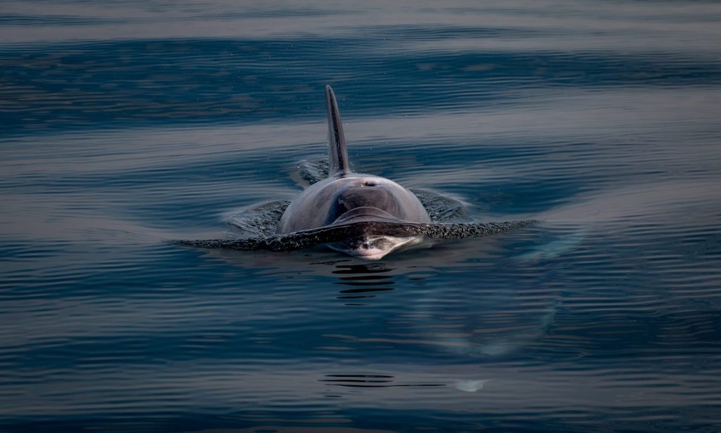 a dolphin swimming in the ocean with its head above the water