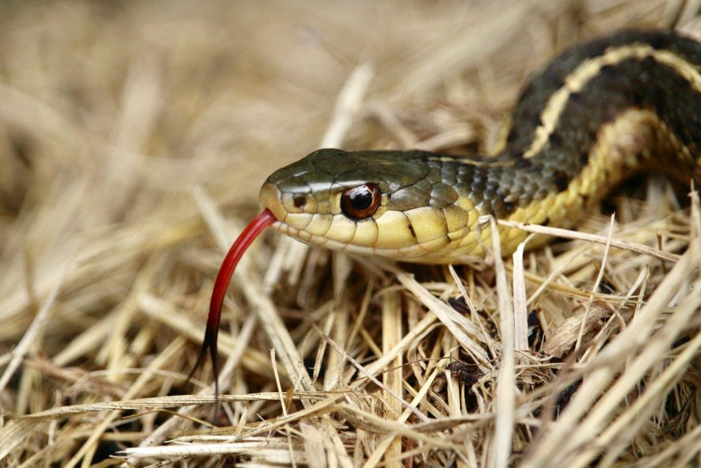 A black and yellow snake on the ground
