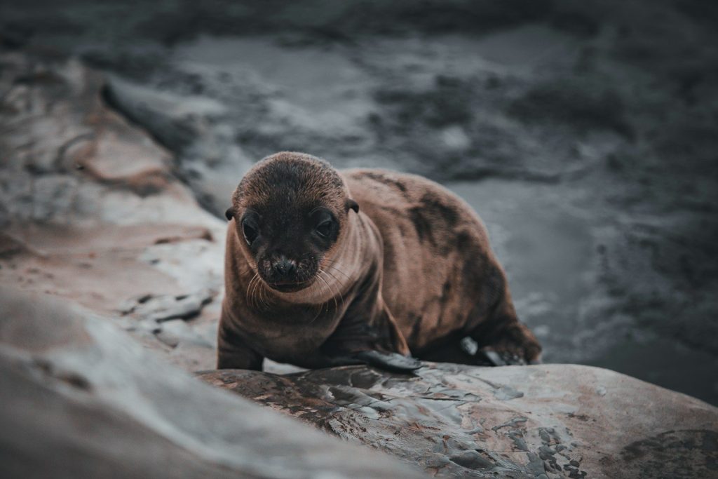 brown seal on grey rock