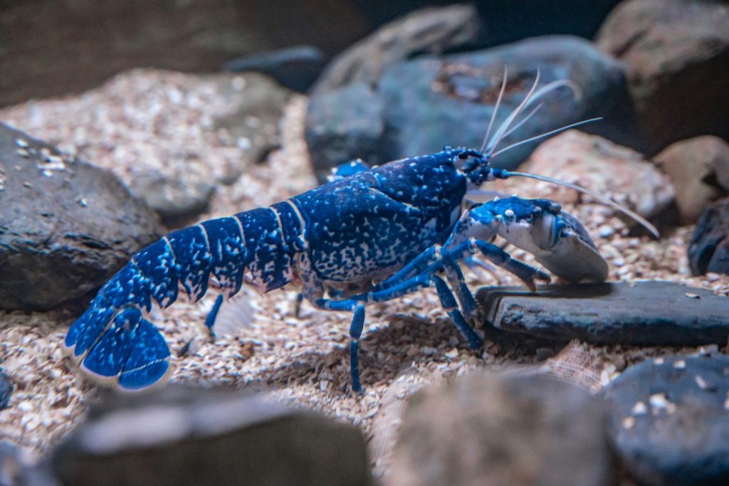 a blue lobster is standing on some rocks