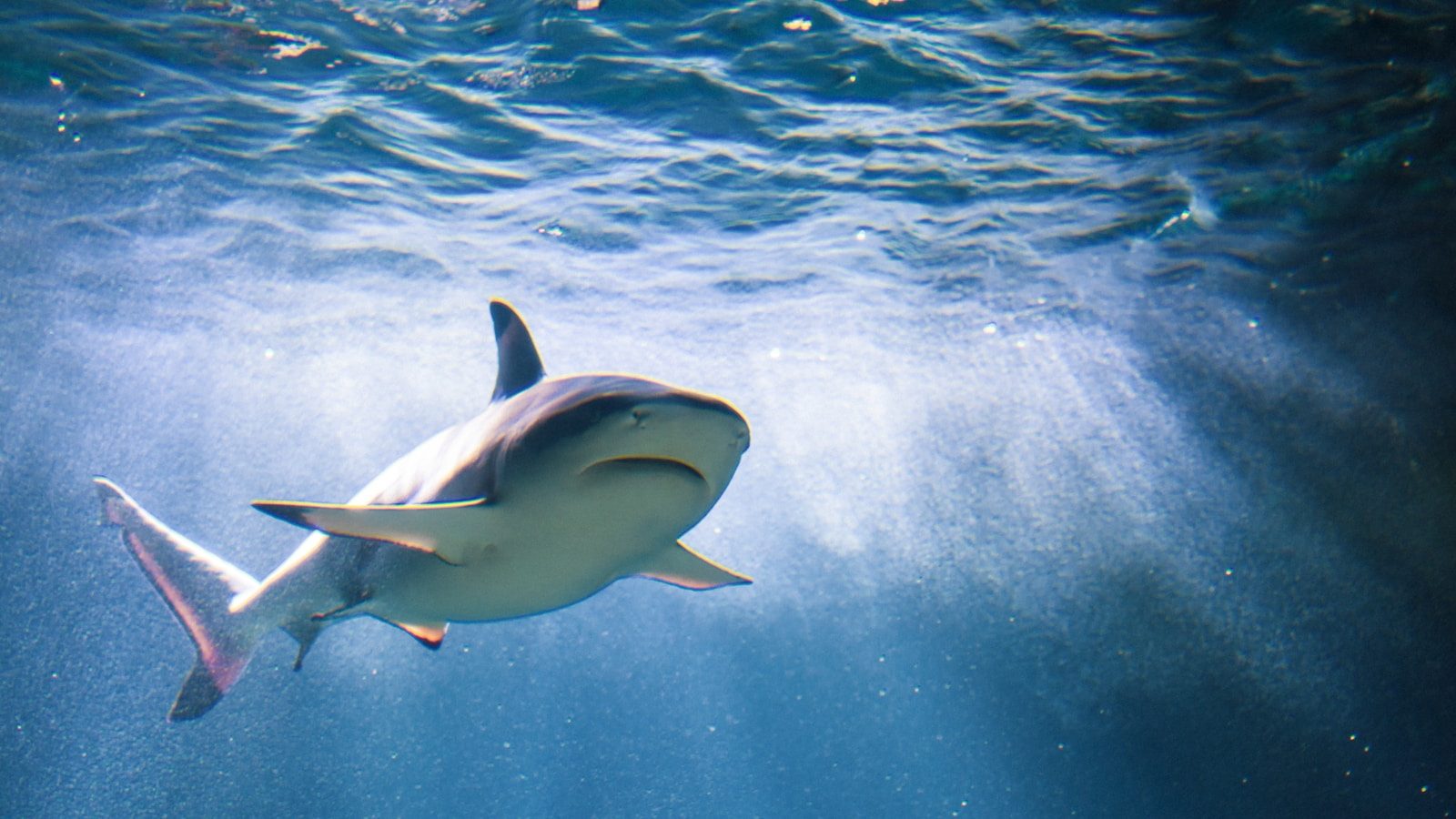 Great white sharks are expected along the California coast