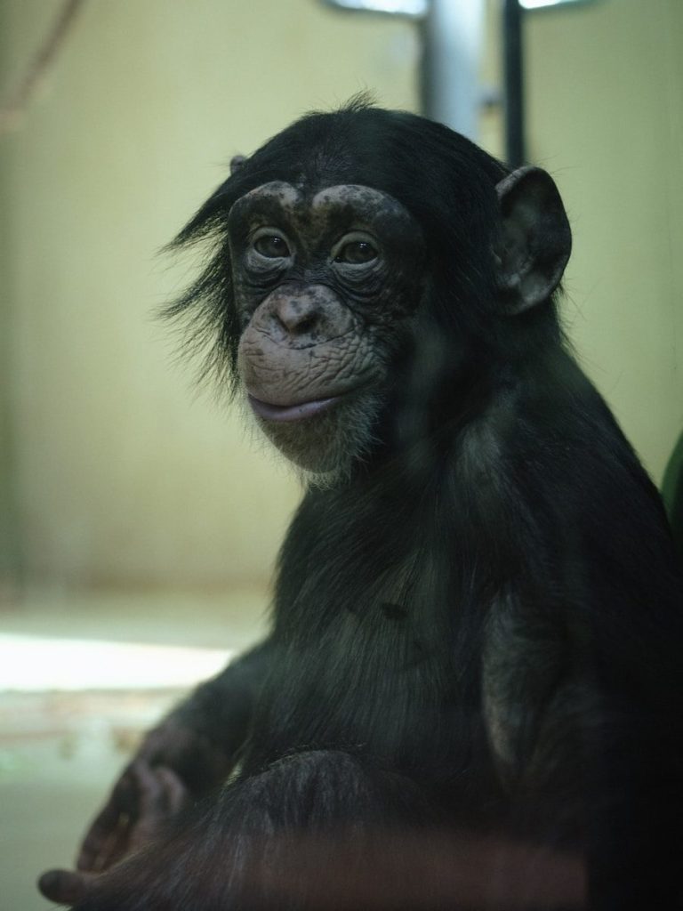 a small monkey sitting on top of a table