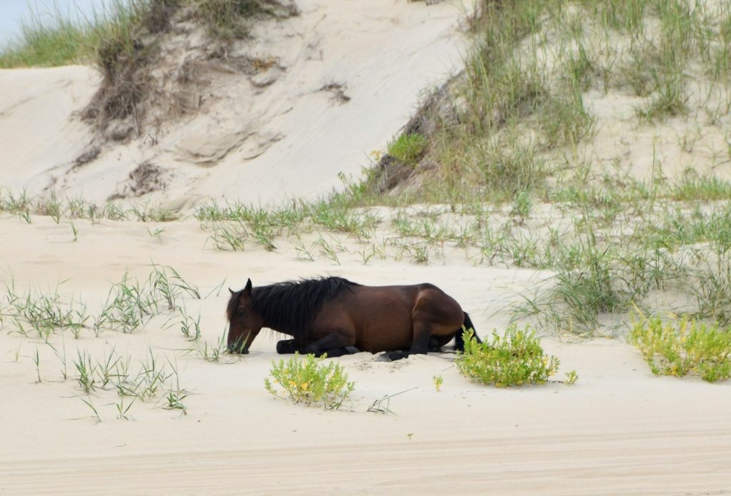 a brown horse laying on top of a sandy beach