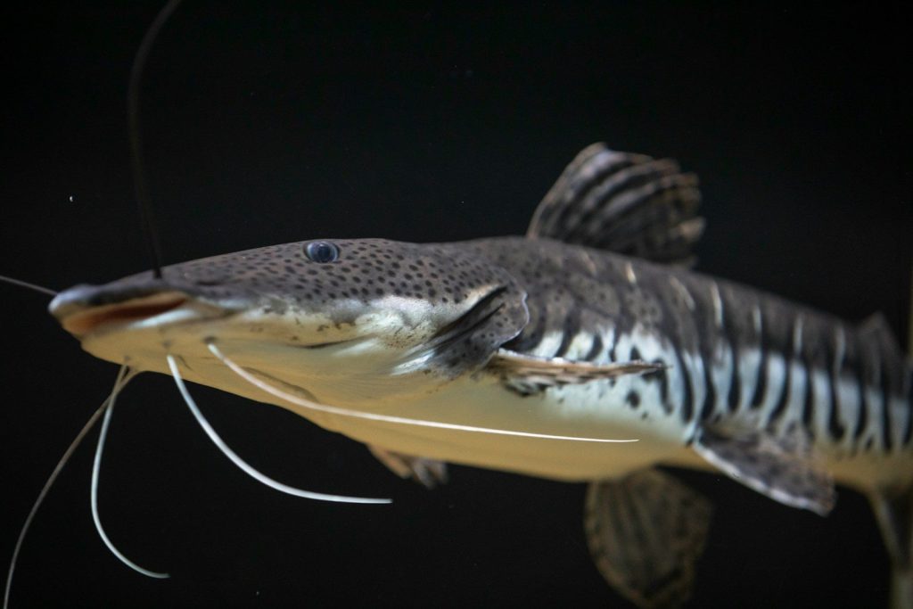 a fish with a long tail and a black background