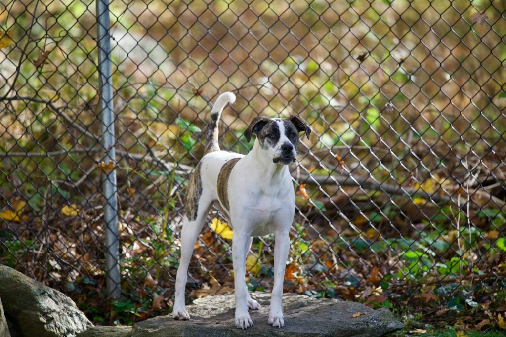 white and brown short coated dog standing on gray concrete floor during daytime