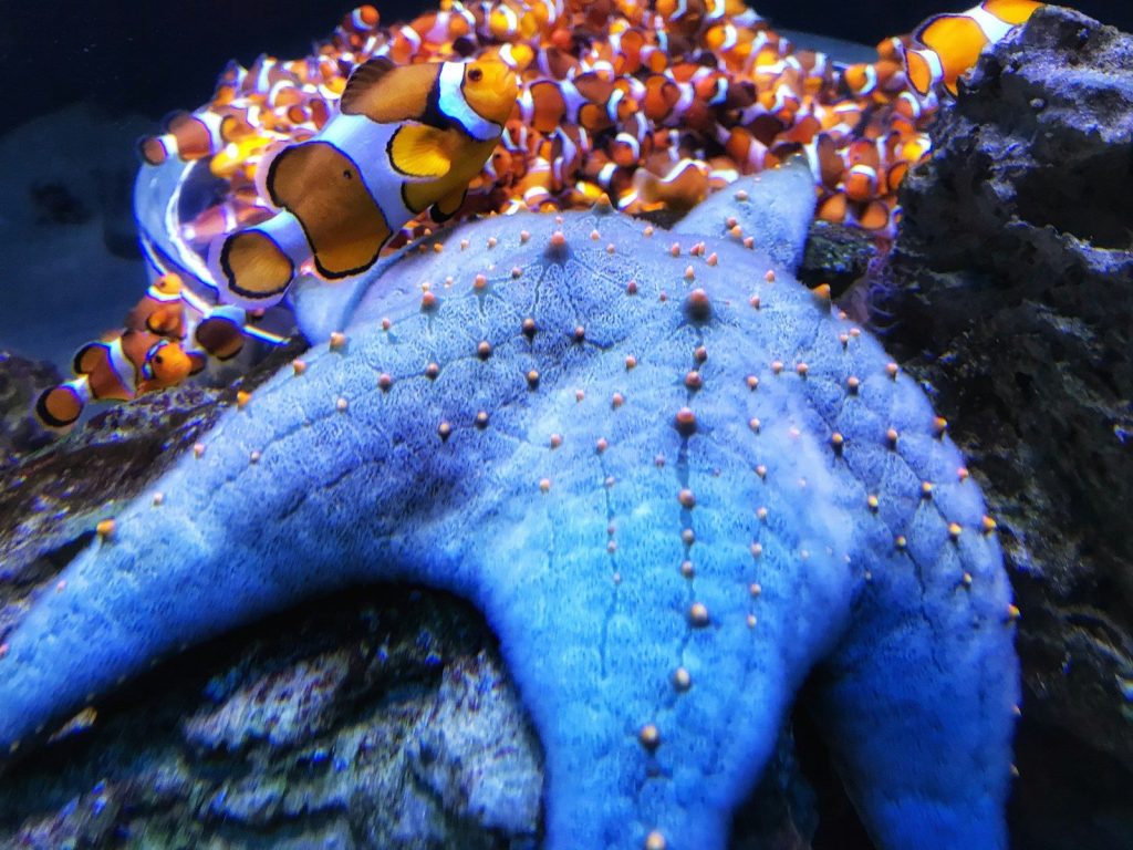 an underwater scene of an octopus and an octopus fish