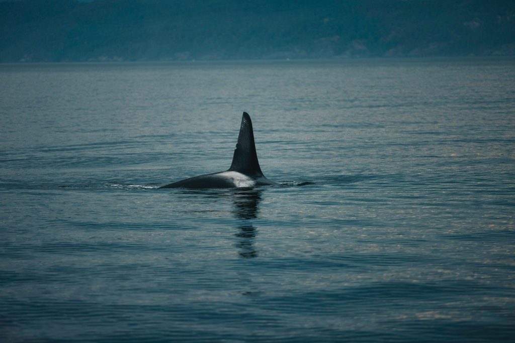 An orca whale surfacing in calm blue water.