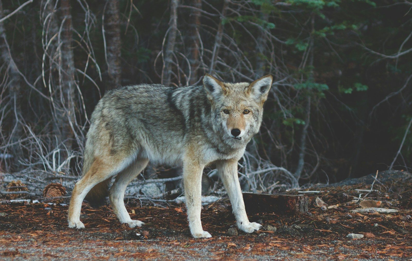 What happened after a wolf attacked a sleeping 12-year-old