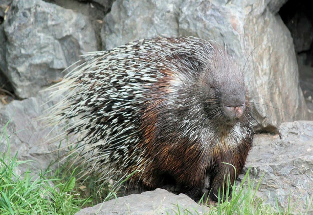 gray and black hedgehog