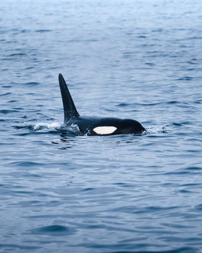 a whale in the water
