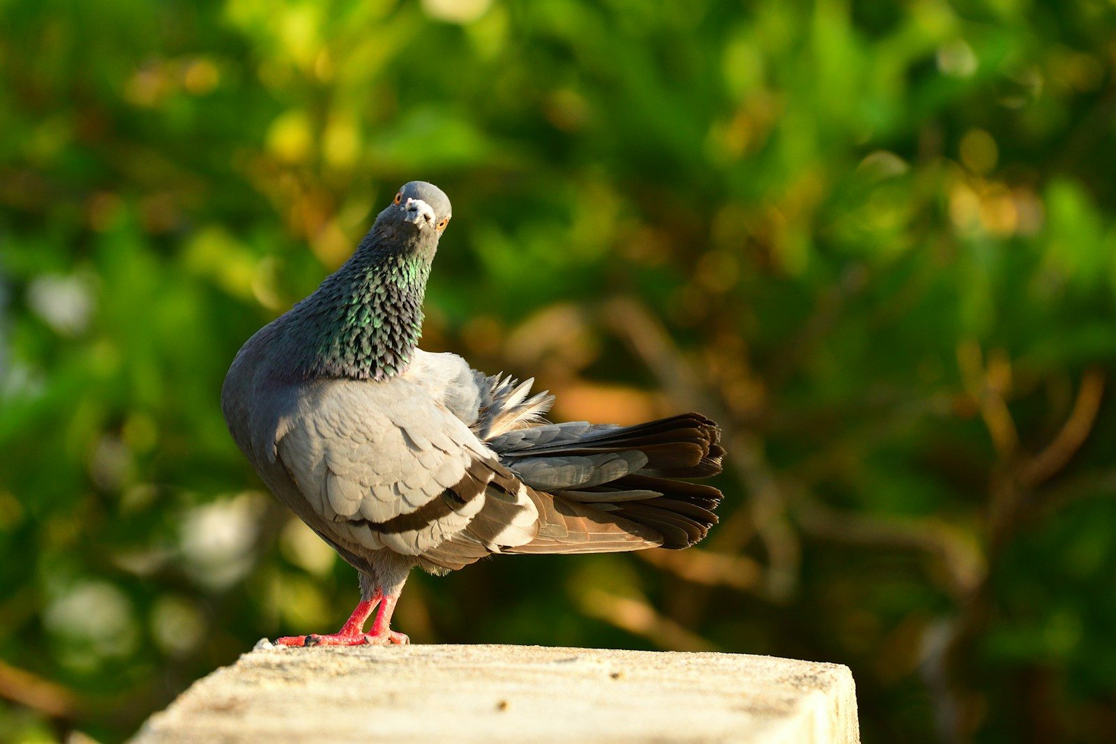Birds you may not want nesting or flying near your yard