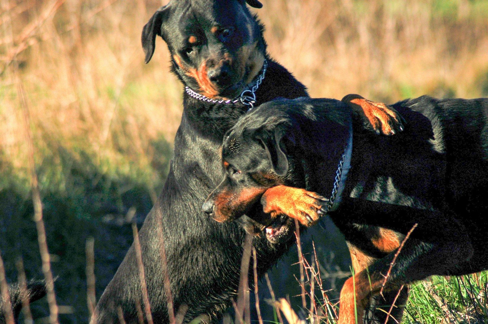 Two rottweiler dogs playing in a field