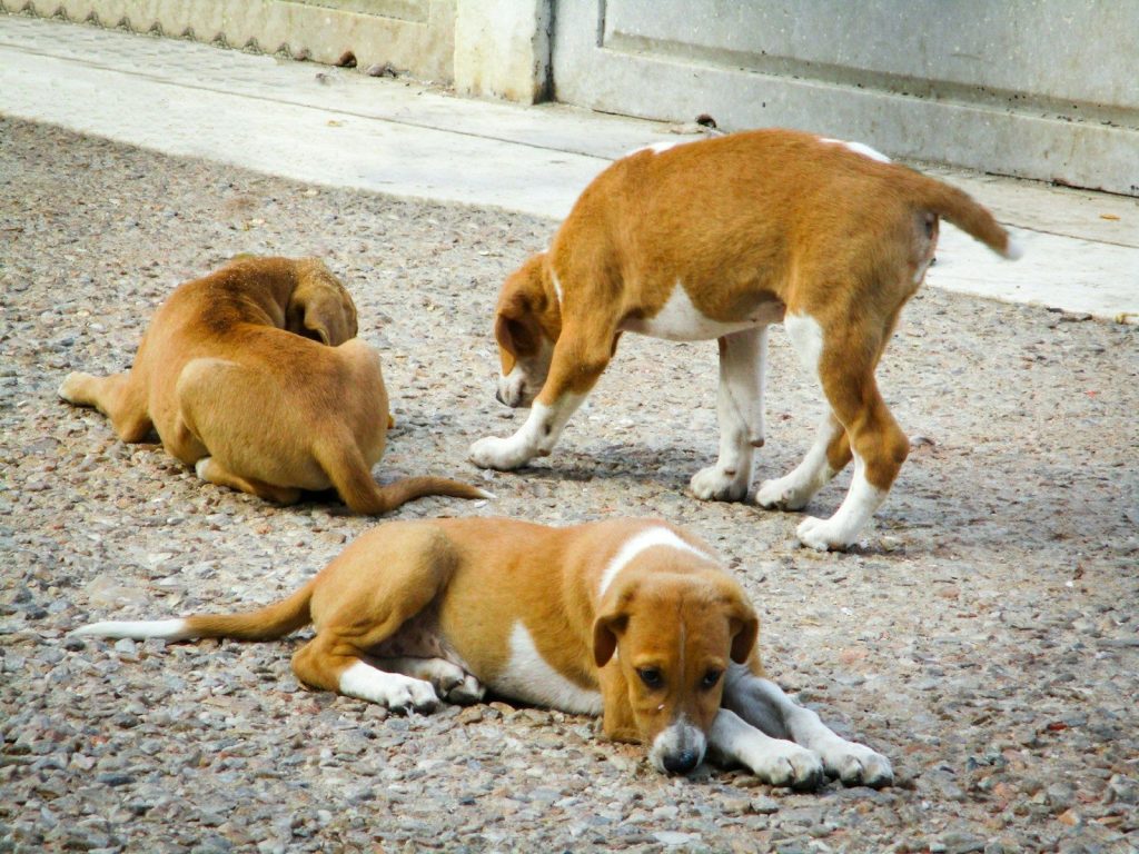brown and white short coated medium sized dog on gray concrete floor during daytime