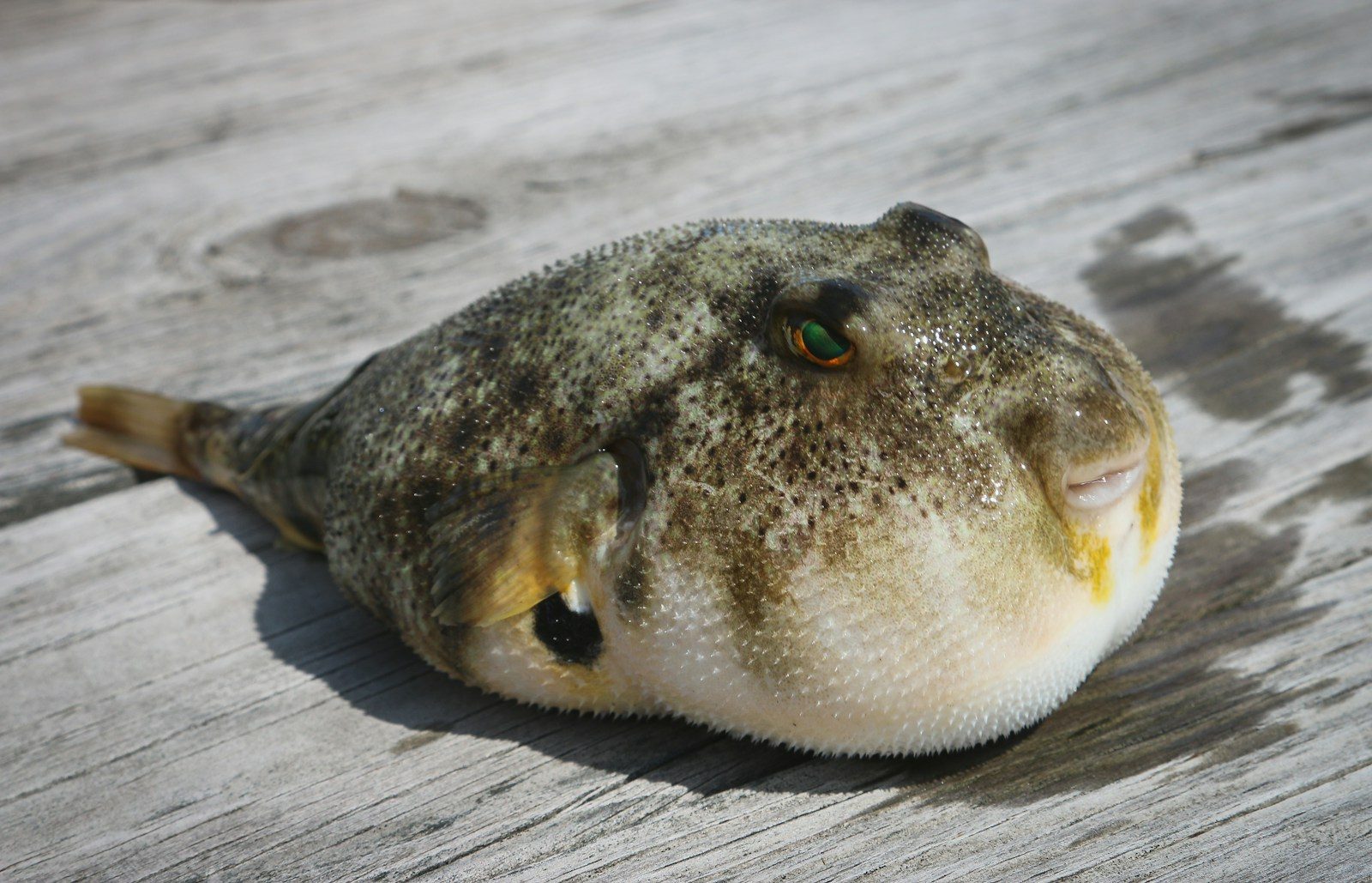 A diver saves a trapped puffer fish from a fishing line