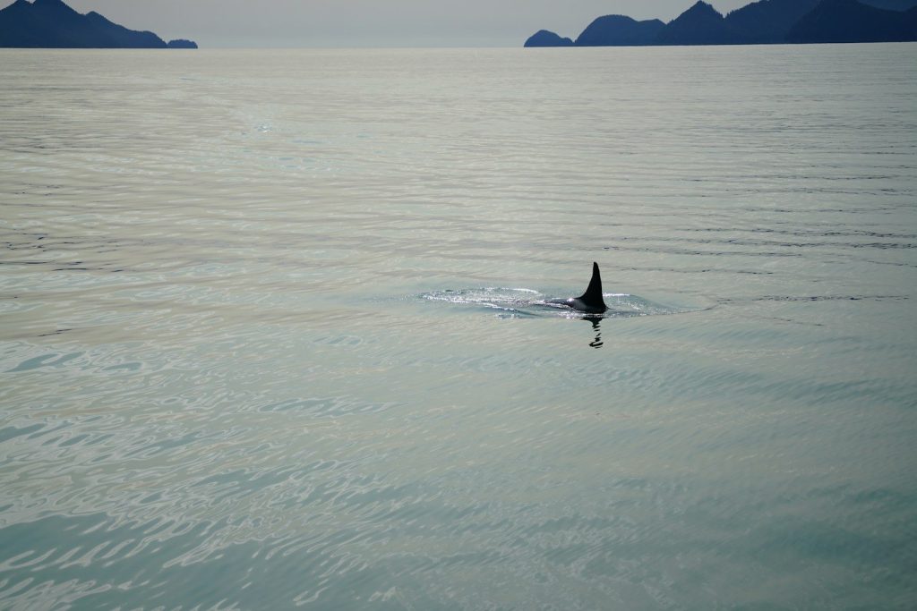 a lone orca swimming in a large body of water