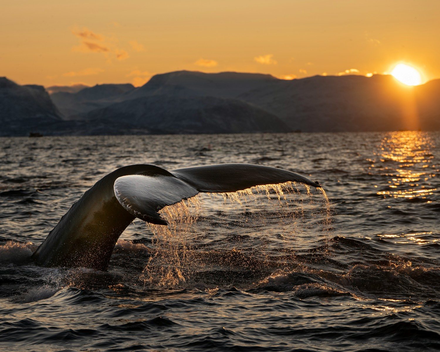 Scientists found scars from deep-sea whale battles