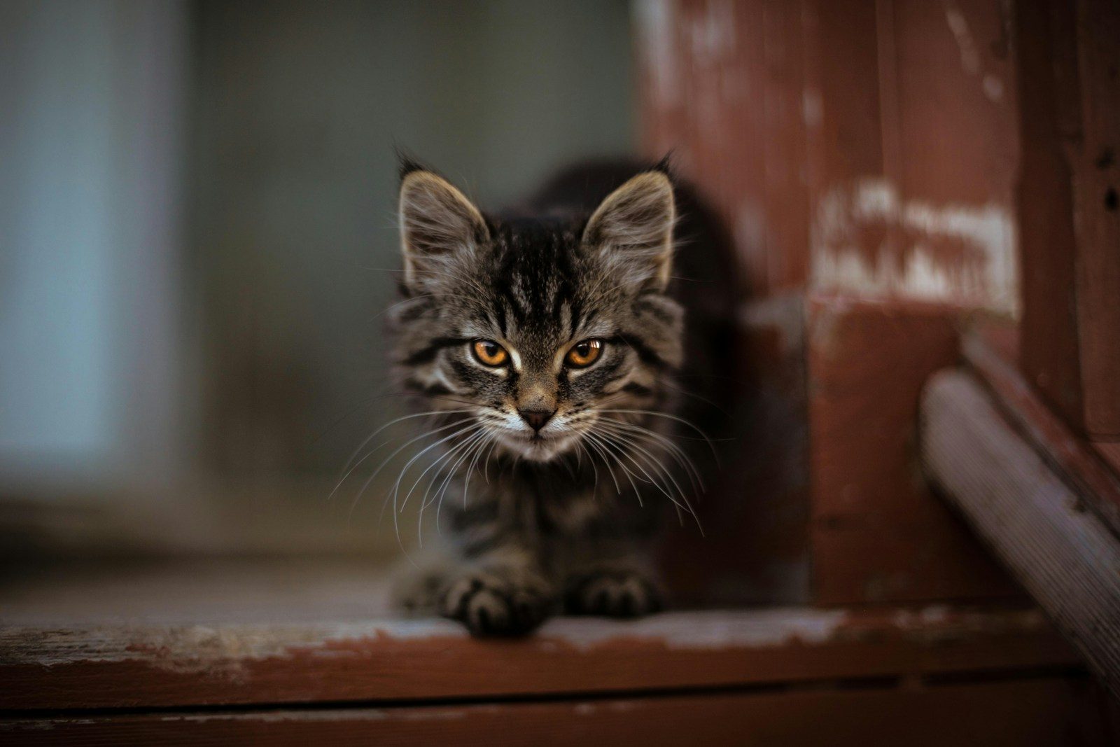 A person sets out a bed for a feral cat and wakes up to an unexpected guest