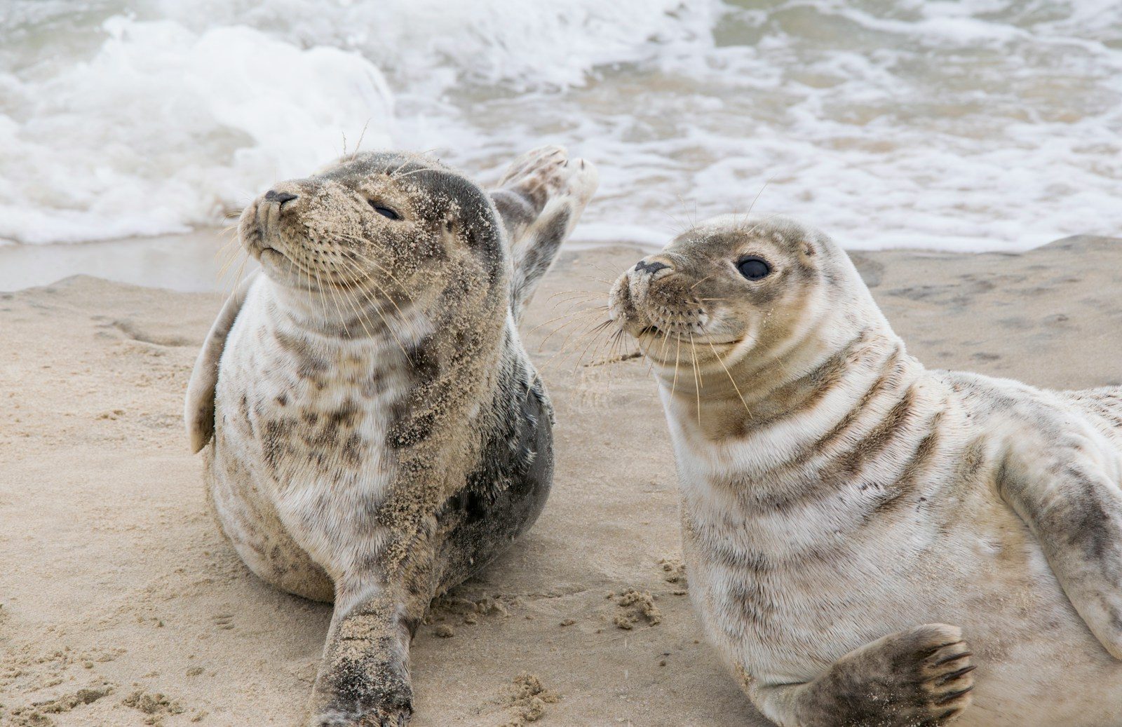 Millions are emotional after watching these seal pups