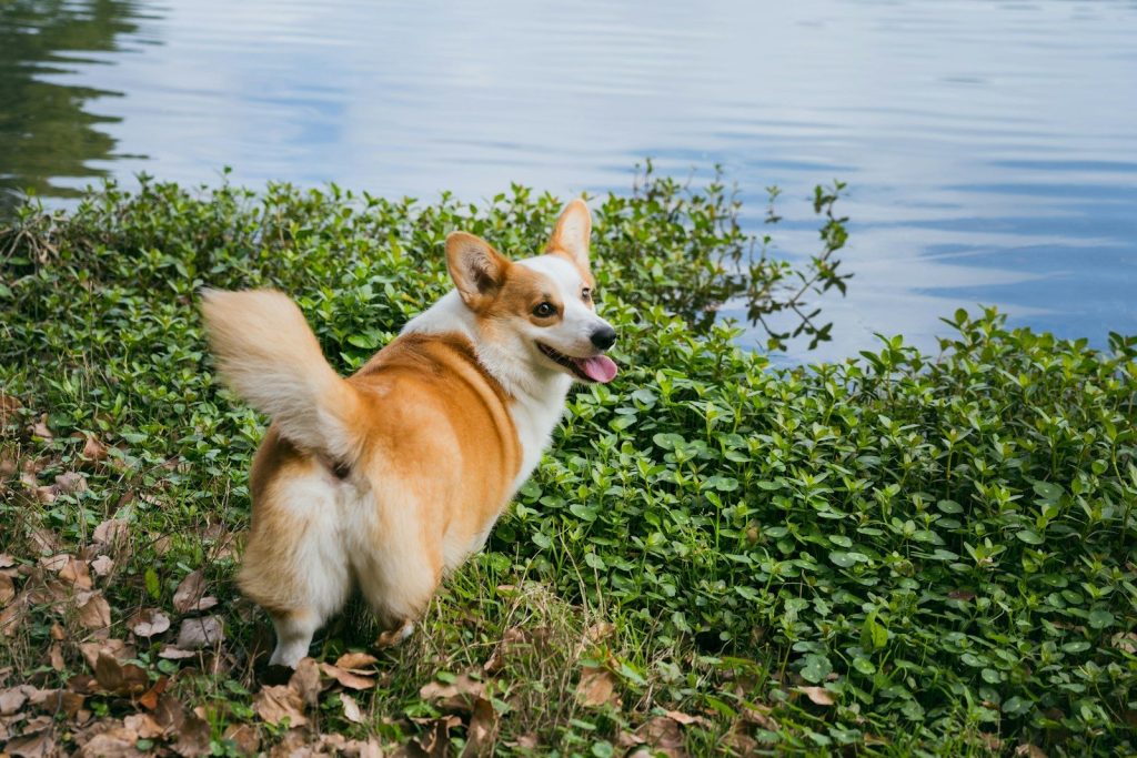 A corgi dog standing by a lake