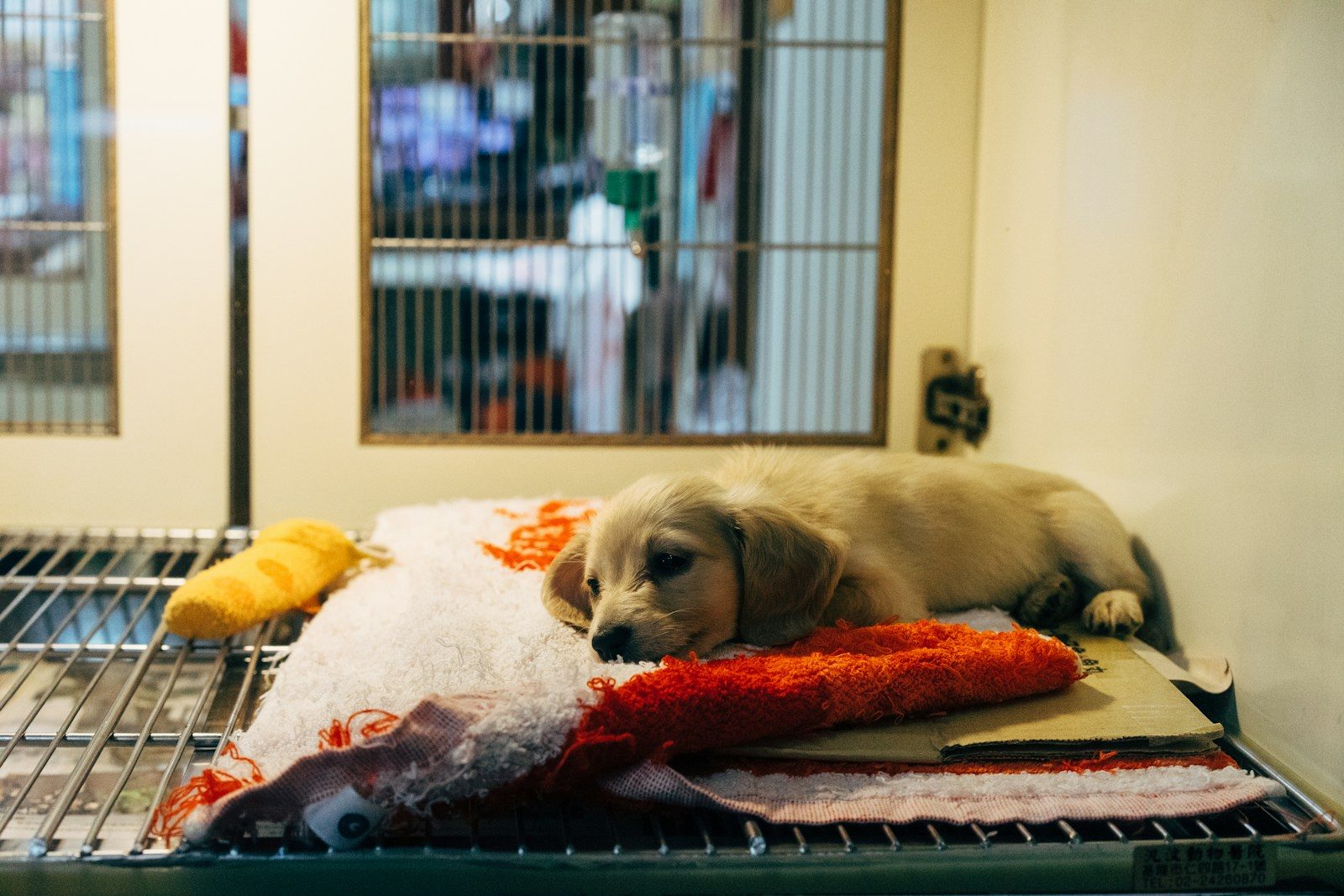 Abuse investigation begins after 700 animals disappear in California