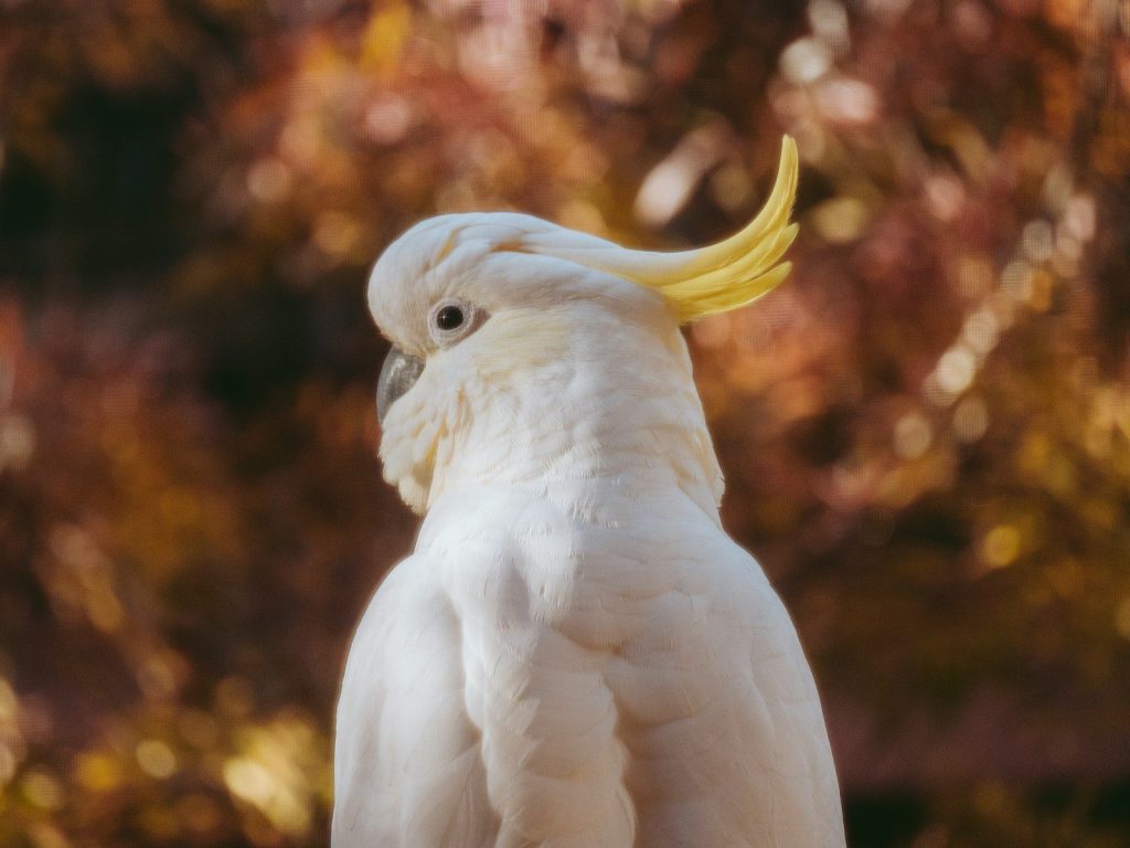 a white cockatoo with a long yellow beak