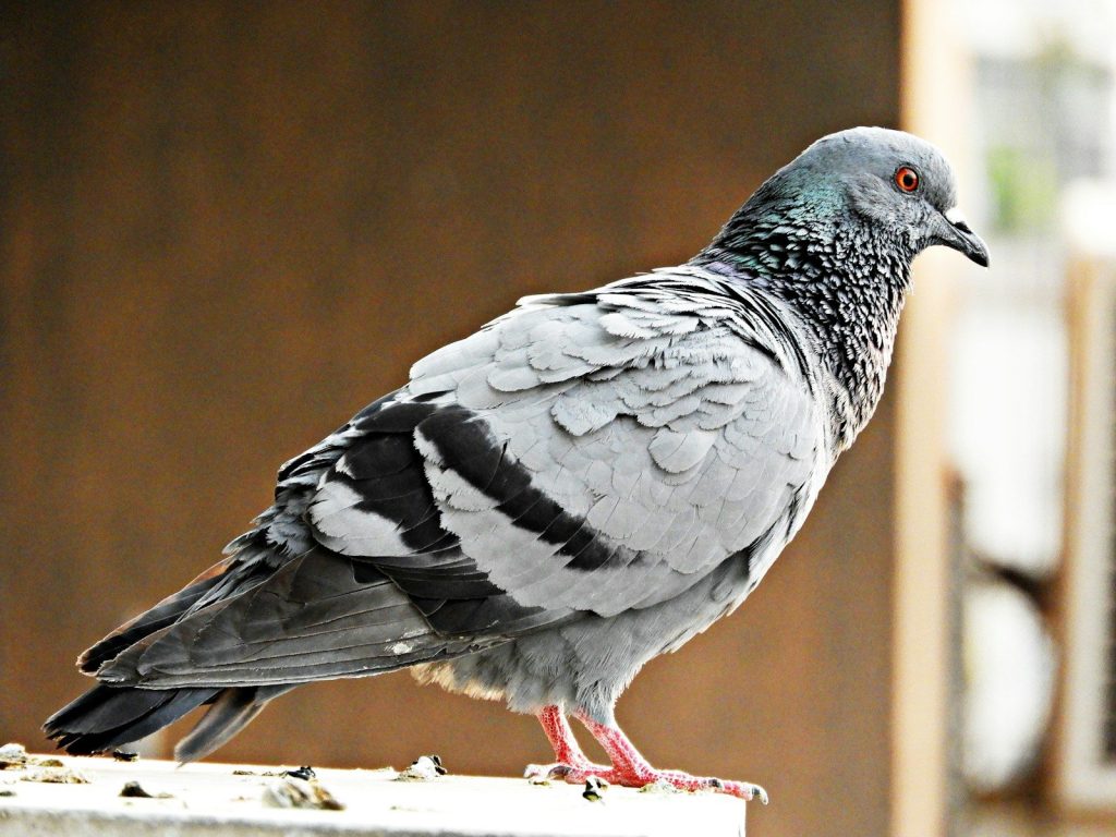 black and white bird on brown wooden fence
