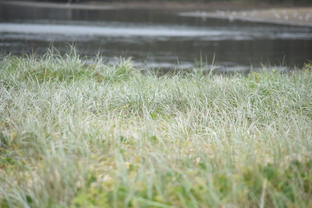 a field with grass and water in the background