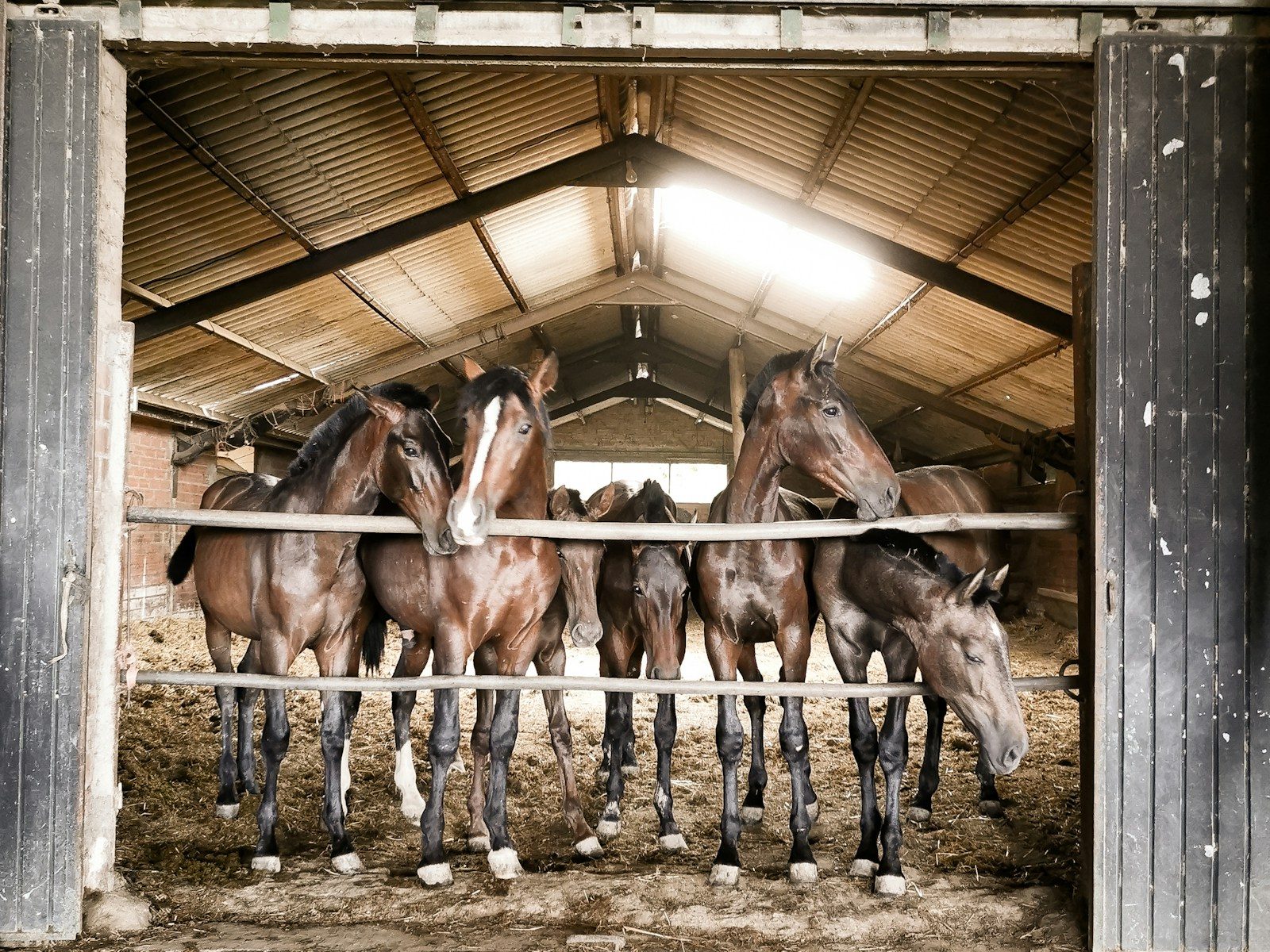 Horse owner says teen accused of stabbing three racehorses had been stalking her before the attack