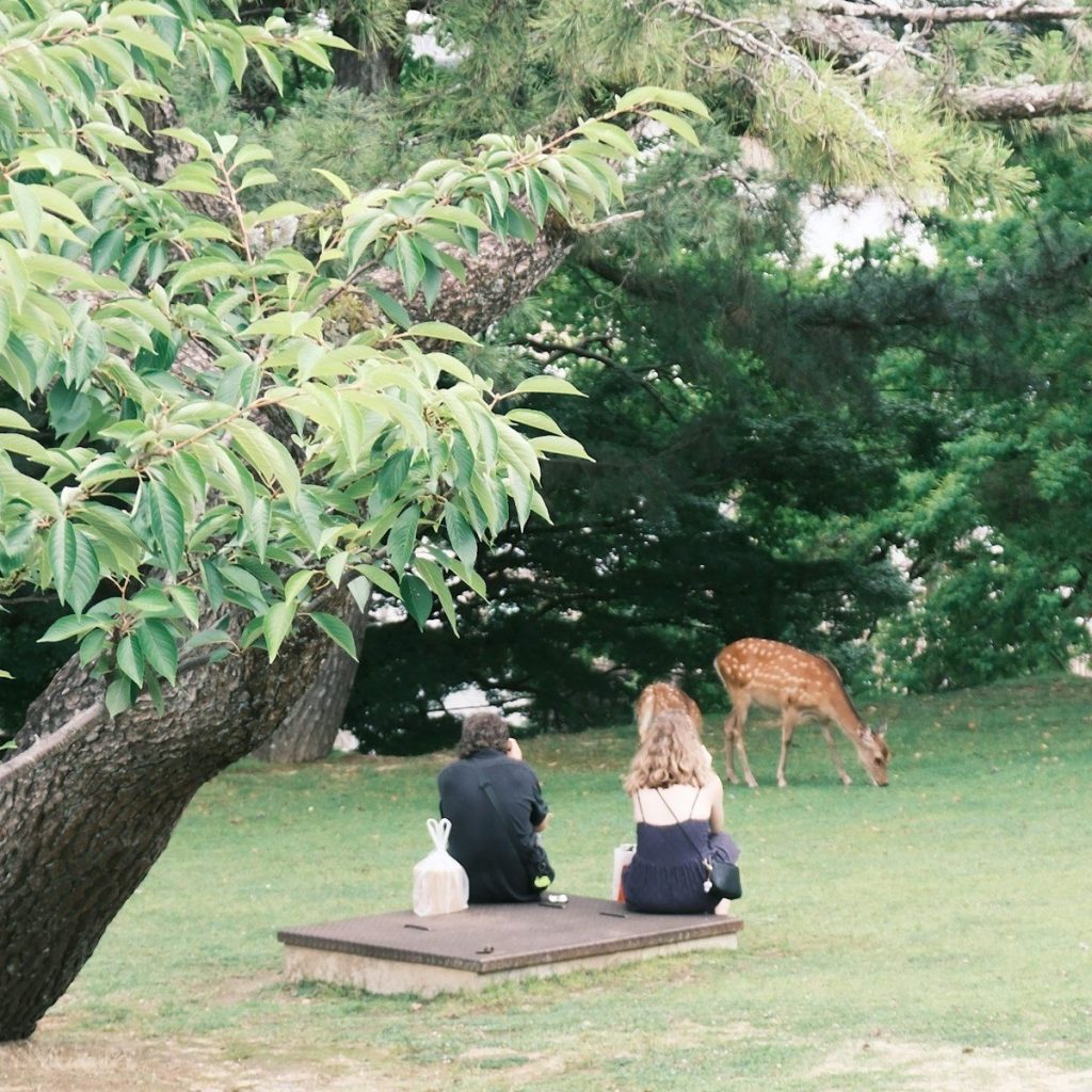 A couple of people sitting on a bench under a tree