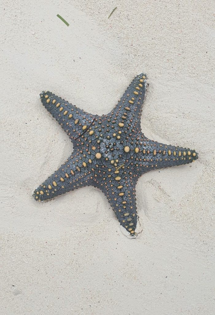 a starfish laying on the sand at the beach