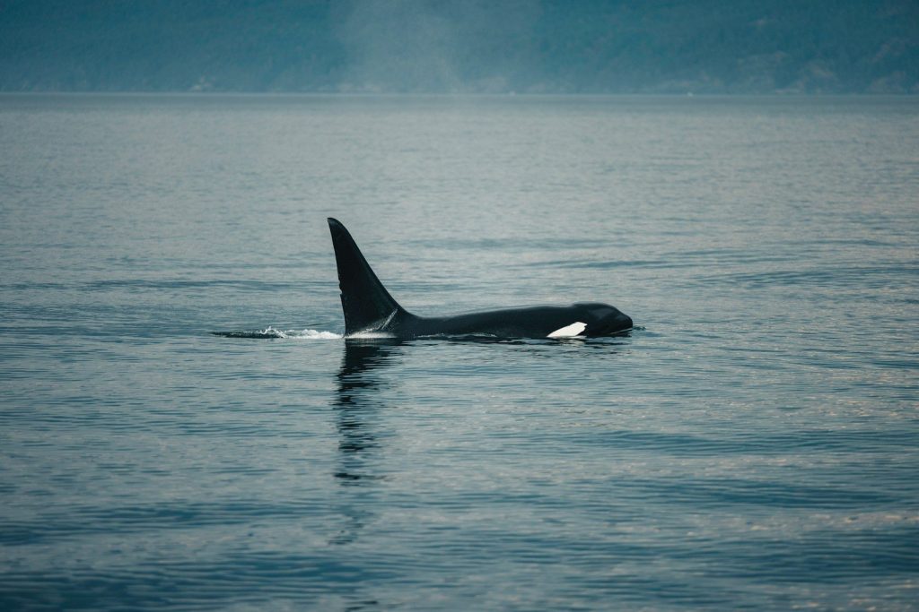 An orca whale swims in the calm ocean water.