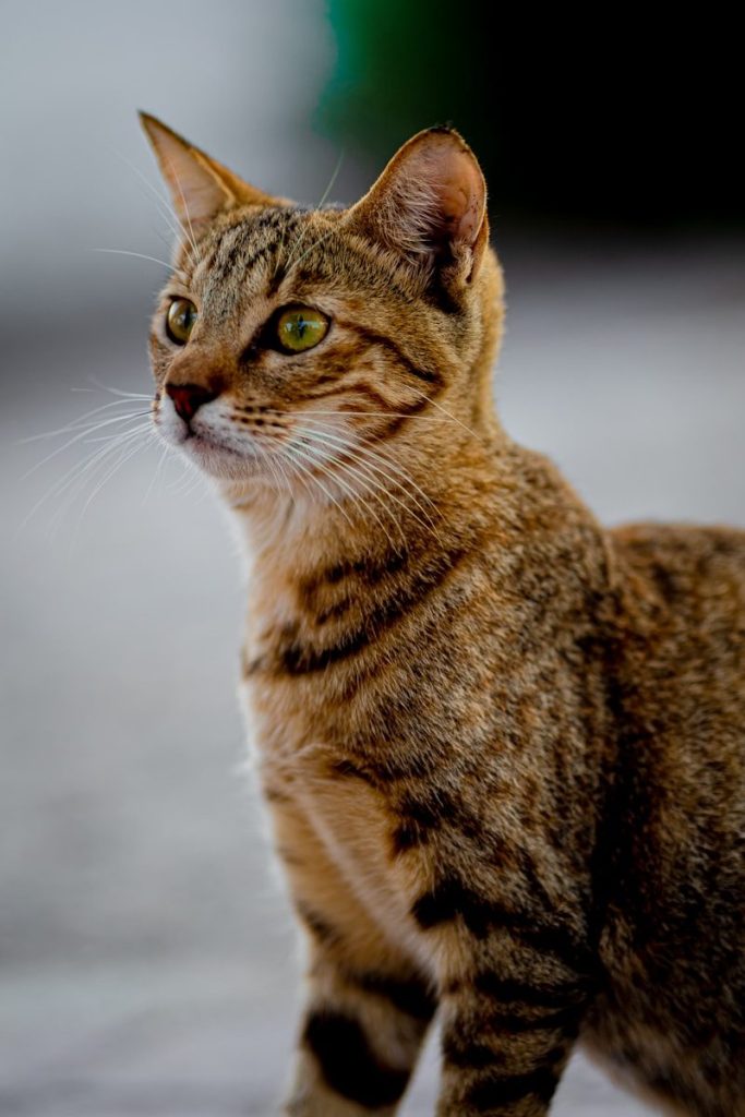 A cat standing on the ground looking at something