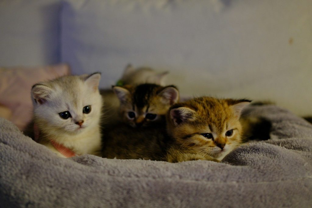 Four fluffy kittens resting together on a soft blanket.