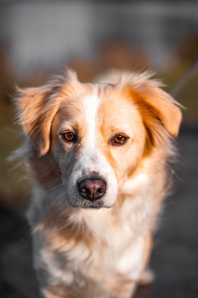 a close up of a dog on a leash