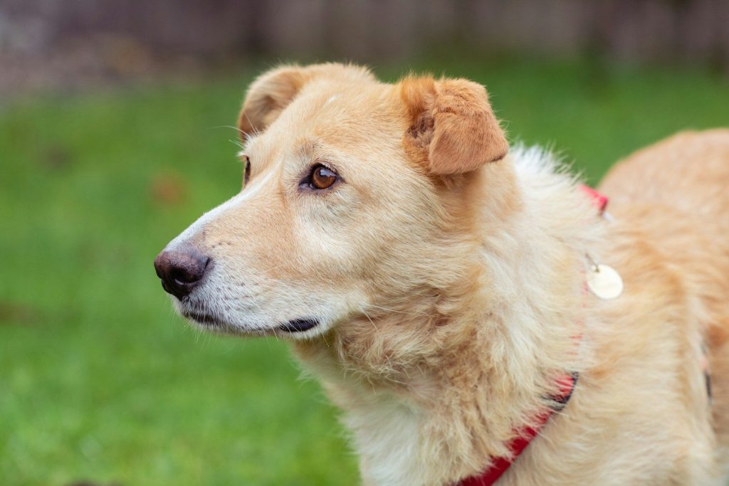 a brown dog standing on top of a lush green field